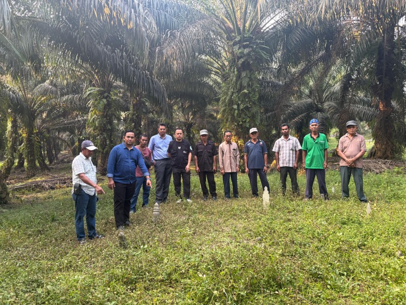 Belasan Tahun Perjuangkan Tanah Leluhur, Warga Siak Klaim Lahan di Luar HGU PTPN V Malah Ditanami Sawit
