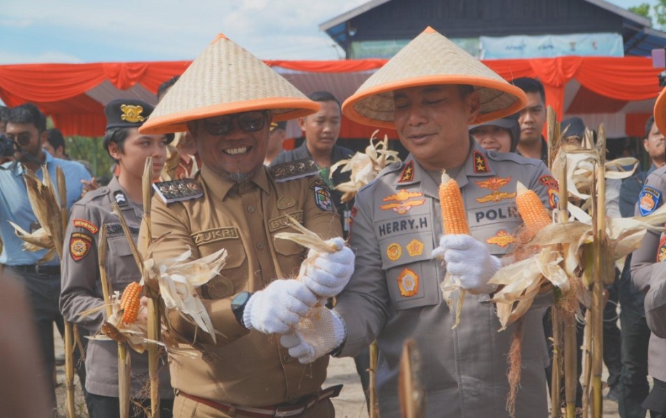 Bupati dan Wabup Pelalawan Ikuti Panen Raya 15 Ton Jagung Pipil Bersama Kapolda Riau